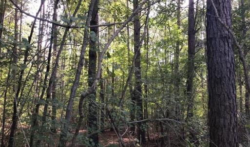 Photo of SOLD!!   32.01 Acres of Hunting and Timber Land for Sale in Bladen County NC!