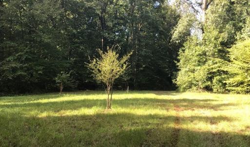 Photo of SOLD!!   32.01 Acres of Hunting and Timber Land for Sale in Bladen County NC!