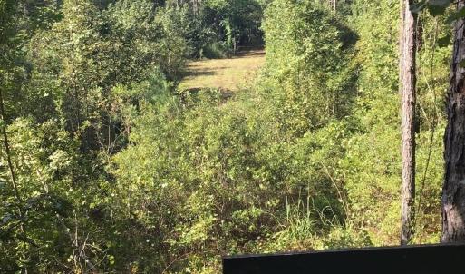 Photo of SOLD!!   32.01 Acres of Hunting and Timber Land for Sale in Bladen County NC!