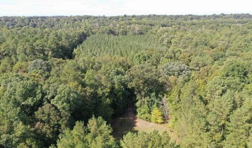 Photo of SOLD!!   32.01 Acres of Hunting and Timber Land for Sale in Bladen County NC!