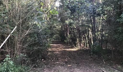 Photo of SOLD!!   32.01 Acres of Hunting and Timber Land for Sale in Bladen County NC!