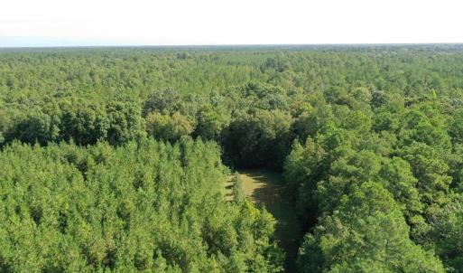 Photo of SOLD!!   32.01 Acres of Hunting and Timber Land for Sale in Bladen County NC!