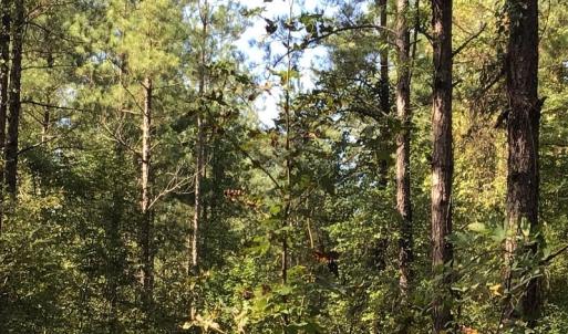 Photo of SOLD!!   32.01 Acres of Hunting and Timber Land for Sale in Bladen County NC!