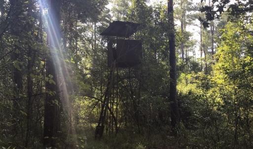 Photo of SOLD!!   32.01 Acres of Hunting and Timber Land for Sale in Bladen County NC!