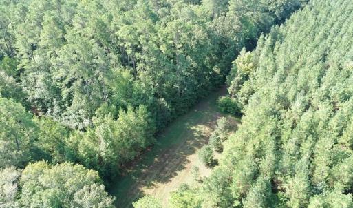 Photo of SOLD!!   32.01 Acres of Hunting and Timber Land for Sale in Bladen County NC!
