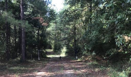 Photo of SOLD!!   32.01 Acres of Hunting and Timber Land for Sale in Bladen County NC!