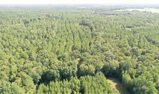 Photo of SOLD!!   32.01 Acres of Hunting and Timber Land for Sale in Bladen County NC!