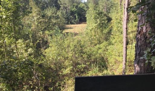Photo of SOLD!!   32.01 Acres of Hunting and Timber Land for Sale in Bladen County NC!