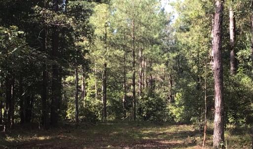 Photo of SOLD!!   32.01 Acres of Hunting and Timber Land for Sale in Bladen County NC!