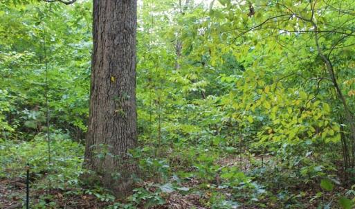 Photo of SOLD!!  8.64 Ac of Residential and Hunting Land For Sale in Cumberland Co VA!