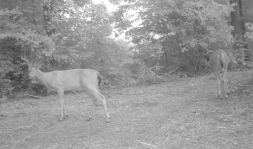 Photo of SOLD!!  66 Acres of Hunting Land for Sale in Dinwiddie County VA!