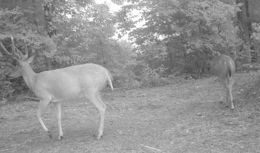 Photo of SOLD!!  66 Acres of Hunting Land for Sale in Dinwiddie County VA!