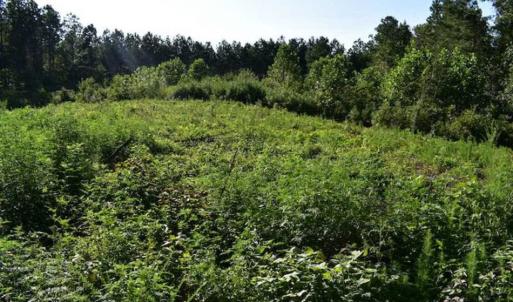 Photo of SOLD!!  66 Acres of Hunting Land for Sale in Dinwiddie County VA!