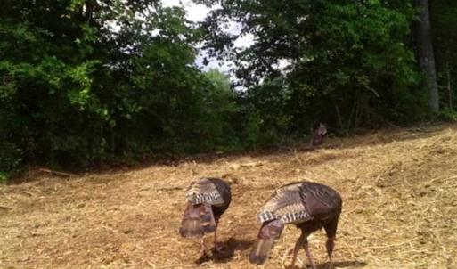 Photo of SOLD!!  66 Acres of Hunting Land for Sale in Dinwiddie County VA!