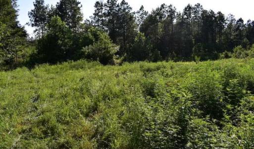 Photo of SOLD!!  66 Acres of Hunting Land for Sale in Dinwiddie County VA!