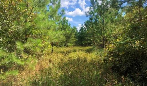 Photo of SOLD!!  61.12 Acres of Hunting Land for Sale in Greensville County VA!