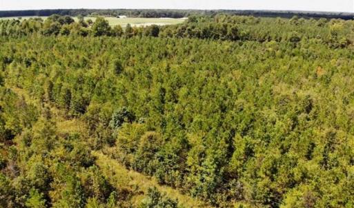 Photo of SOLD!!  61.12 Acres of Hunting Land for Sale in Greensville County VA!