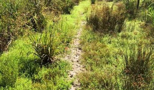 Photo of SOLD!!  61.12 Acres of Hunting Land for Sale in Greensville County VA!