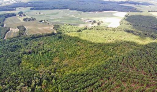 Photo of SOLD!!  61.12 Acres of Hunting Land for Sale in Greensville County VA!