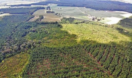Photo of SOLD!!  61.12 Acres of Hunting Land for Sale in Greensville County VA!
