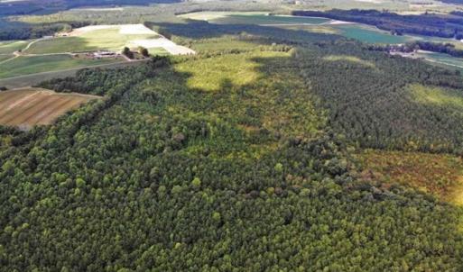 Photo of SOLD!!  61.12 Acres of Hunting Land for Sale in Greensville County VA!