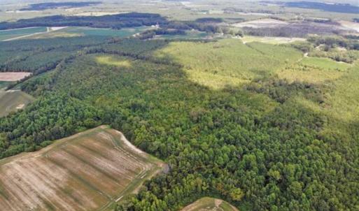 Photo of SOLD!!  61.12 Acres of Hunting Land for Sale in Greensville County VA!