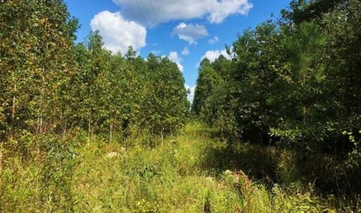 Photo of SOLD!!  61.12 Acres of Hunting Land for Sale in Greensville County VA!