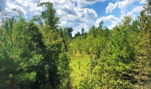 Photo of SOLD!!  61.12 Acres of Hunting Land for Sale in Greensville County VA!