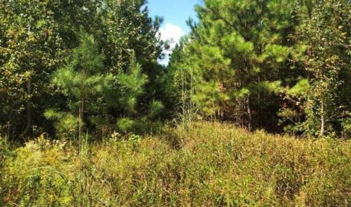 Photo of SOLD!!  61.12 Acres of Hunting Land for Sale in Greensville County VA!
