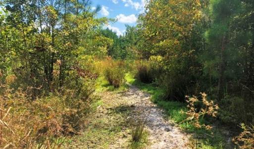 Photo of SOLD!!  61.12 Acres of Hunting Land for Sale in Greensville County VA!