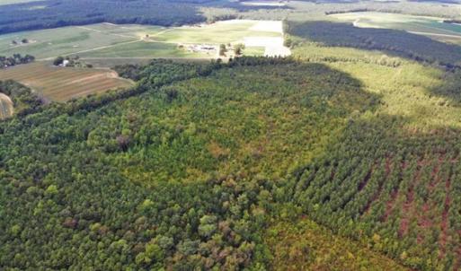 Photo of SOLD!!  61.12 Acres of Hunting Land for Sale in Greensville County VA!