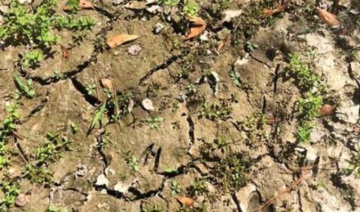 Photo of SOLD!!  61.12 Acres of Hunting Land for Sale in Greensville County VA!