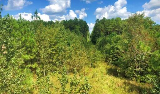 Photo of SOLD!!  61.12 Acres of Hunting Land for Sale in Greensville County VA!