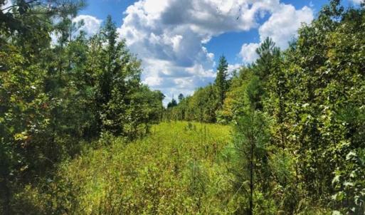 Photo of SOLD!!  61.12 Acres of Hunting Land for Sale in Greensville County VA!