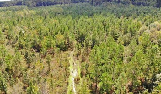 Photo of SOLD!!  61.12 Acres of Hunting Land for Sale in Greensville County VA!