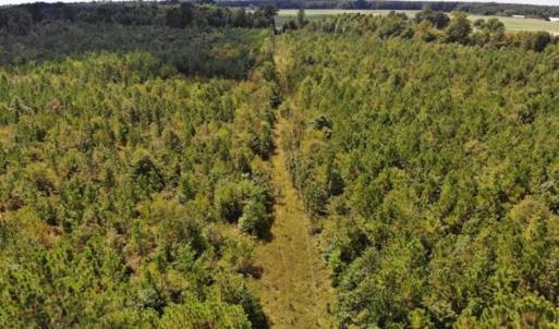 Photo of SOLD!!  61.12 Acres of Hunting Land for Sale in Greensville County VA!