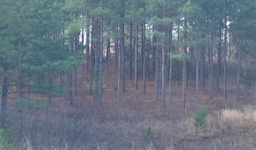 Photo of SOLD!!  8 Acres of Hunting Land for Sale in Halifax County VA!