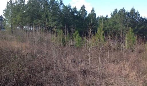 Photo of SOLD!!  8 Acres of Hunting Land for Sale in Halifax County VA!