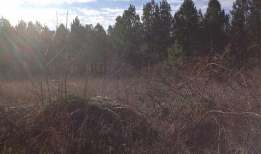 Photo of SOLD!!  8 Acres of Hunting Land for Sale in Halifax County VA!