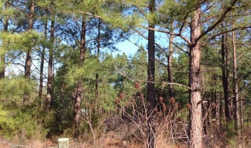 Photo of SOLD!!  8 Acres of Hunting Land for Sale in Halifax County VA!