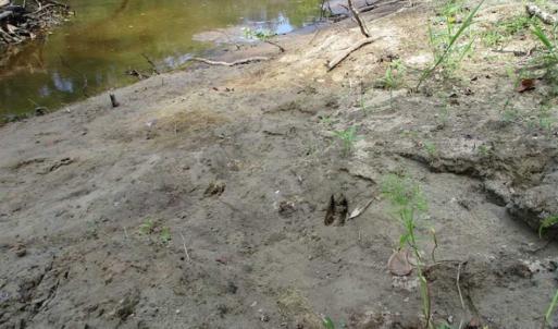 Photo of SOLD!  68 Acres of Riverfront Recreational Land For Sale in King and Queen County VA!