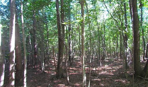 Photo of SOLD!!  8.62 Acres of Hunting and Residential Land For Sale in Lunenburg County VA!