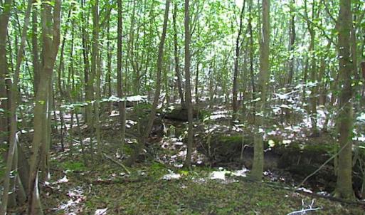 Photo of SOLD!!  8.62 Acres of Hunting and Residential Land For Sale in Lunenburg County VA!