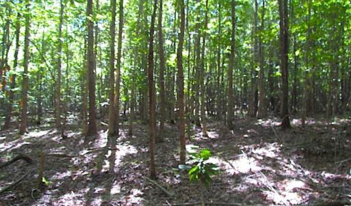 Photo of SOLD!!  8.62 Acres of Hunting and Residential Land For Sale in Lunenburg County VA!