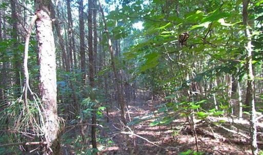 Photo of SOLD!!  8.62 Acres of Hunting and Residential Land For Sale in Lunenburg County VA!