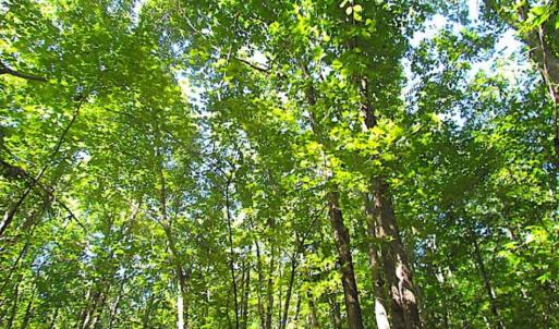 Photo of SOLD!!  8.62 Acres of Hunting and Residential Land For Sale in Lunenburg County VA!