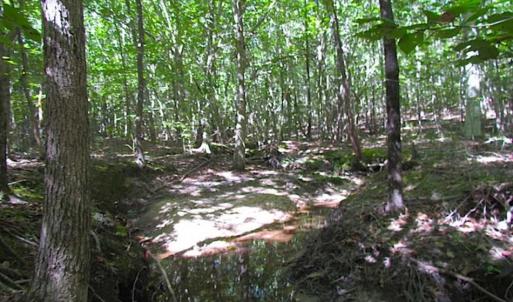 Photo of SOLD!!  8.62 Acres of Hunting and Residential Land For Sale in Lunenburg County VA!