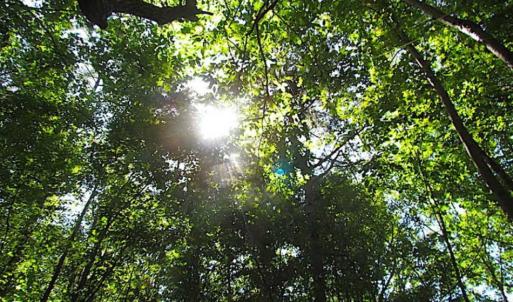 Photo of SOLD!!  8.62 Acres of Hunting and Residential Land For Sale in Lunenburg County VA!