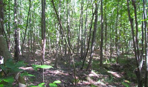 Photo of SOLD!!  8.62 Acres of Hunting and Residential Land For Sale in Lunenburg County VA!