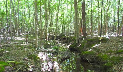 Photo of SOLD!!  8.62 Acres of Hunting and Residential Land For Sale in Lunenburg County VA!